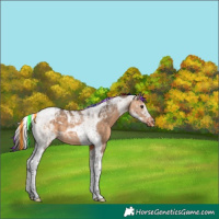 Horse Color:Painted Brown Dun Tobiano Appaloosa 
