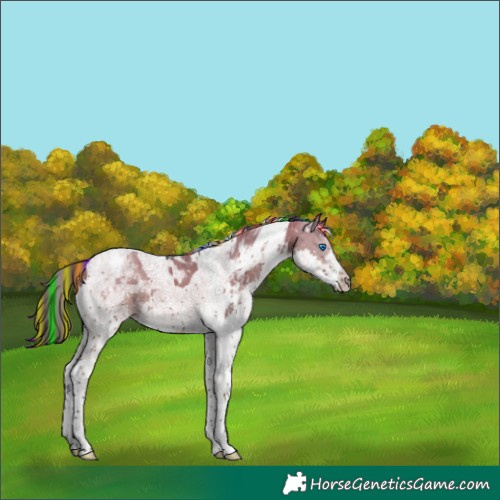 Horse Color:Painted White Spotted Grullo Splash Tobiano Varnish