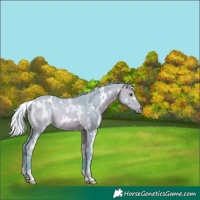 Horse Color:Watercolor White Spotted Silver Bay Dun