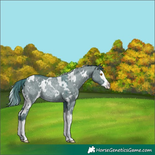 Horse Color:Watercolor White Spotted Grullo Splash