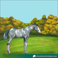 Horse Color:Watercolor White Spotted Grullo Splash 