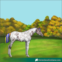 Horse Color:Painted White Spotted Grullo Tobiano Near Leopard 