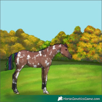 Horse Color:Painted White Spotted Grullo