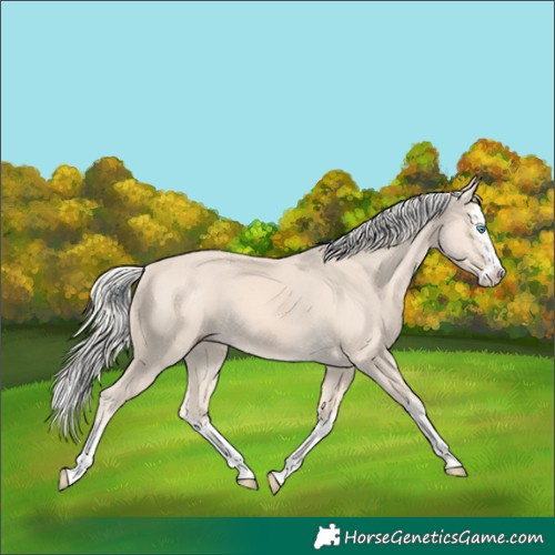 Horse Color:Cremello Splash  and Cremello Splash 