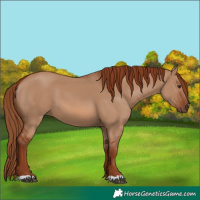 Horse Color:Red Dun