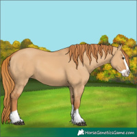 Horse Color:Red Dun Splash 