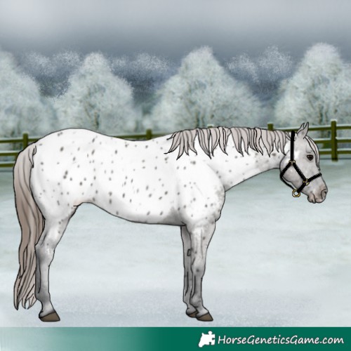 Horse Color:Grullo Appaloosa 