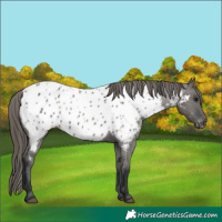 Horse Color:Grullo Appaloosa 