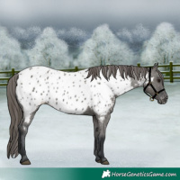 Horse Color:Grullo Near Leopard 