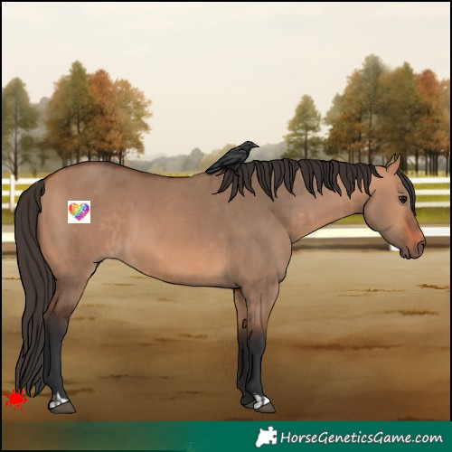 Horse Color:Bay Dun  and Bay Dun 
