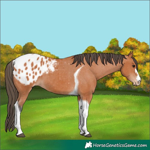 Horse Color:Bay Tobiano Blanket