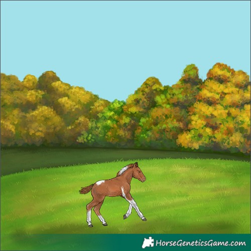 Horse Color:Chestnut Tobiano Appaloosa 