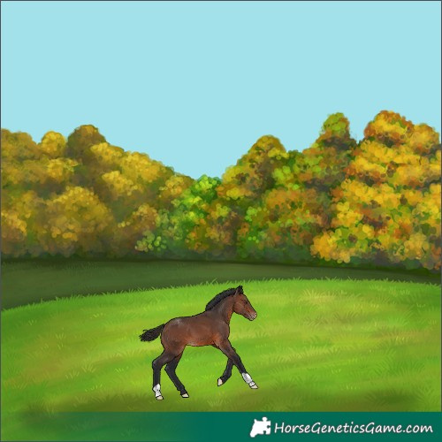 Horse Color:Brown Appaloosa 