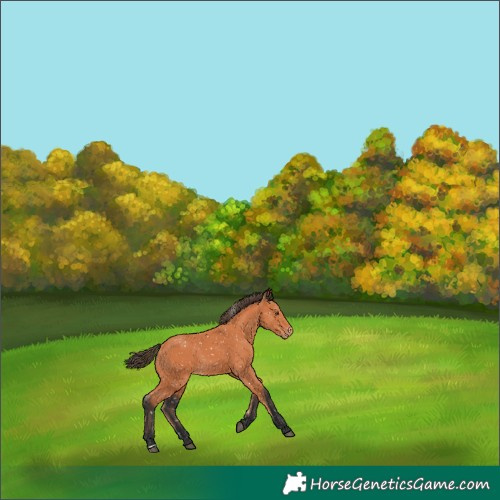 Horse Color:Bay Appaloosa 