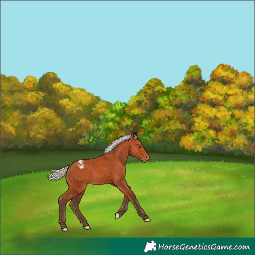 Horse Color:Silver Bay Appaloosa 