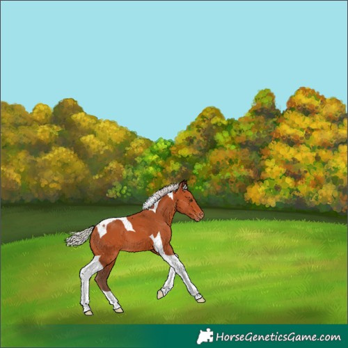 Horse Color:Silver Bay Tobiano Appaloosa 