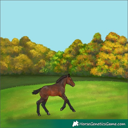 Horse Color:Brown Appaloosa 