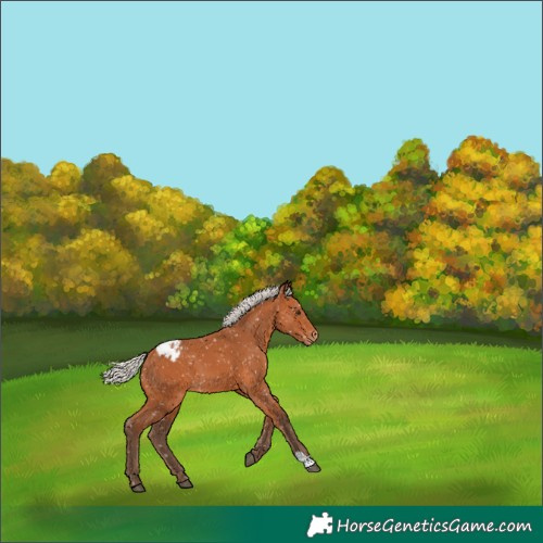 Horse Color:Silver Bay Appaloosa 