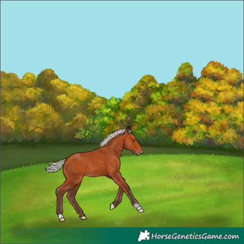 Horse Color:Silver Bay Appaloosa 