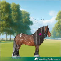 Horse Color:Bay Snowflake Varnish 