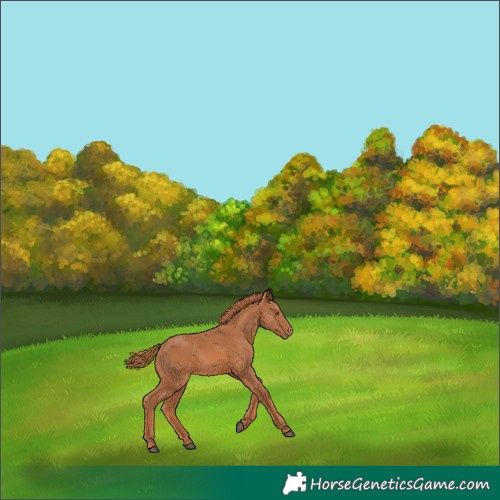 Horse Color:Chestnut Appaloosa 