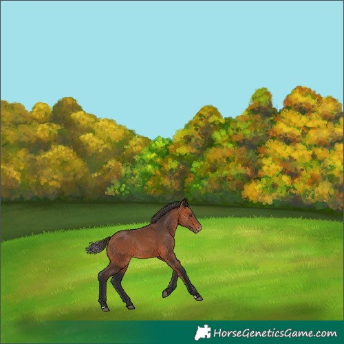 Horse Color:Bay Appaloosa 