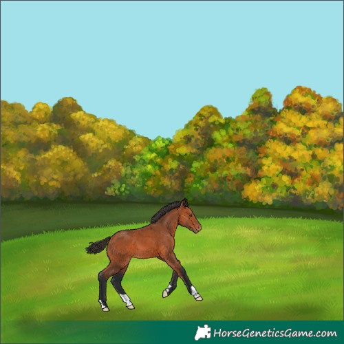 Horse Color:Bay Appaloosa 
