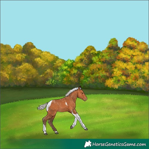 Horse Color:Silver Bay Tobiano Appaloosa 