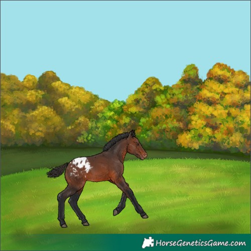 Horse Color:Brown Appaloosa 