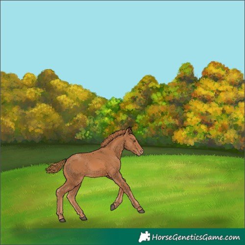 Horse Color:Chestnut Appaloosa 