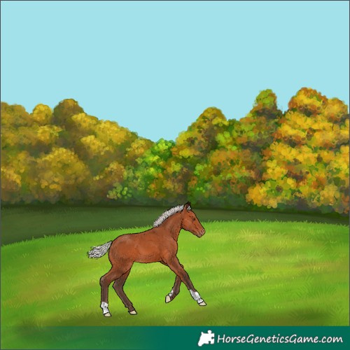 Horse Color:Silver Bay Appaloosa 