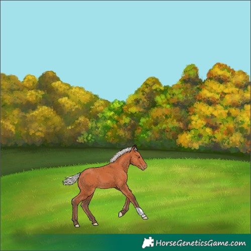 Horse Color:Silver Bay Appaloosa 