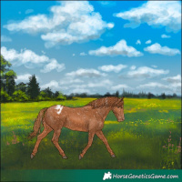 Horse Color:Chestnut Snowflake Varnish 