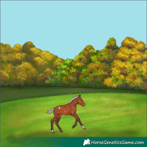 Horse Color:Silver Bay Appaloosa 