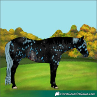 Horse Color:ERROR: UNKNOWN ANOMALY