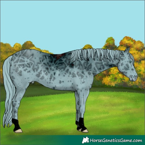 Horse Color:ERROR: UNKNOWN ANOMALY