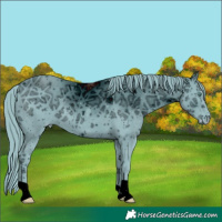 Horse Color:ERROR: UNKNOWN ANOMALY