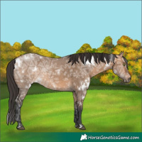 Horse Color:White Spotted Bay Ice Dun Rabicano