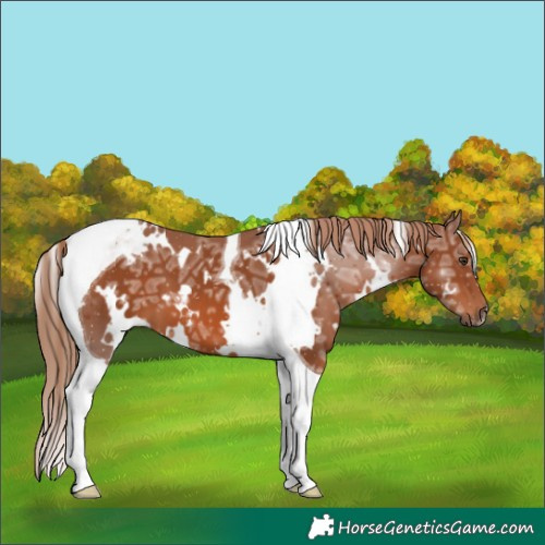 Horse Color:White Spotted Chestnut Ice Tobiano 