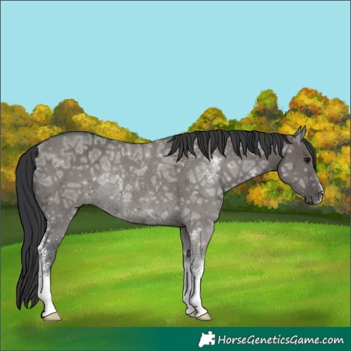 Horse Color:Grullo Ice Sabino Rabicano 