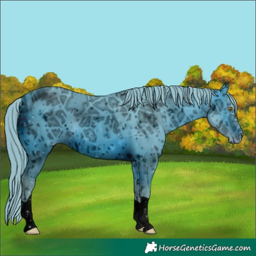 Horse Color:ERROR: UNKNOWN ANOMALY
