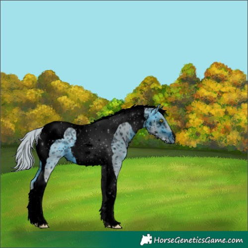 Horse Color:ERROR: UNKNOWN ANOMALY