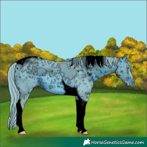 Horse Color:ERROR: UNKNOWN ANOMALY