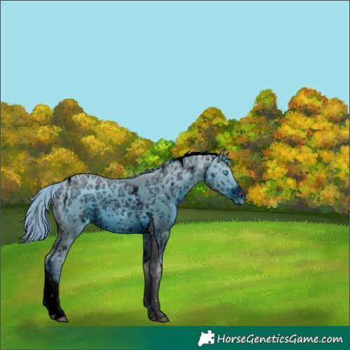 Horse Color:ERROR: UNKNOWN ANOMALY