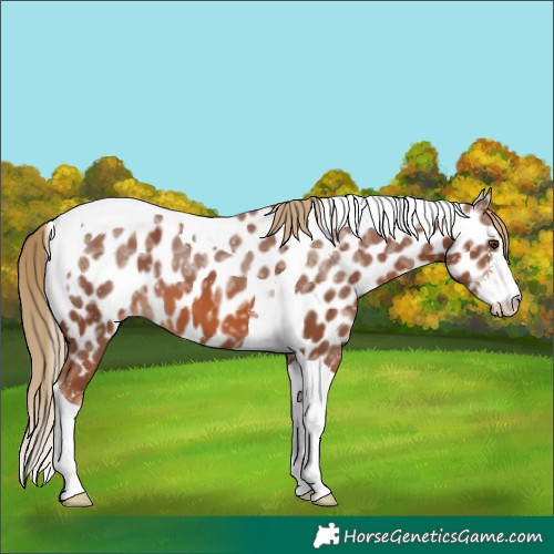 Horse Color:Chestnut Ice Sabino Tobiano Appaloosa