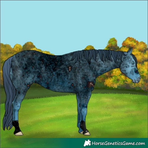 Horse Color:ERROR: UNKNOWN ANOMALY