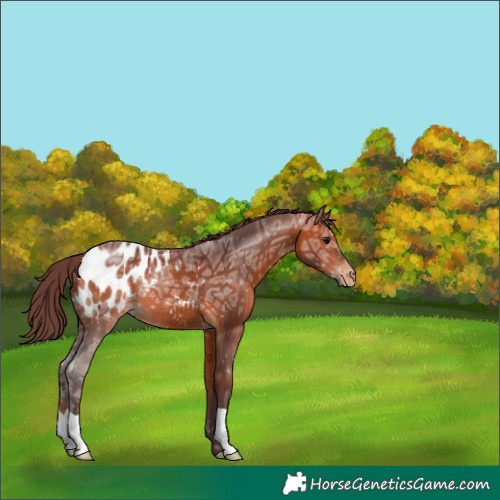 Horse Color:Chocolate Bay Ice Appaloosa 