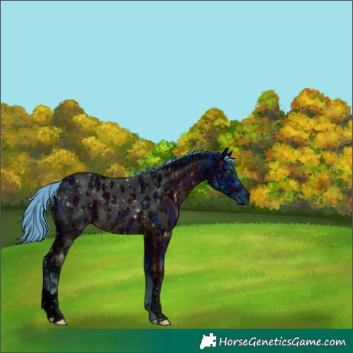 Horse Color:ERROR: UNKNOWN ANOMALY
