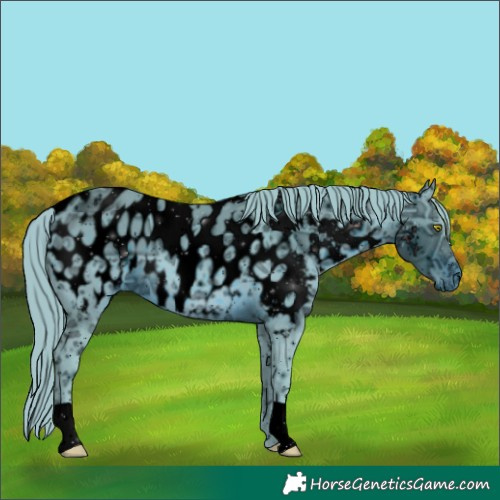 Horse Color:ERROR: UNKNOWN ANOMALY