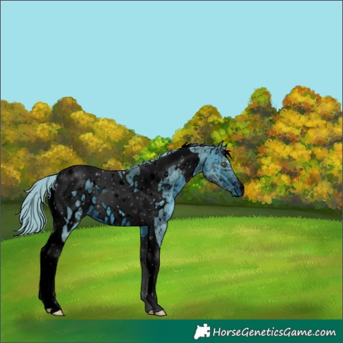 Horse Color:ERROR: UNKNOWN ANOMALY
